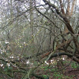 WUD - Alexander Binder - Ellie Davies - Grant Willing - Jonathan Illingworth - Riddley Walker - Russell Hoban